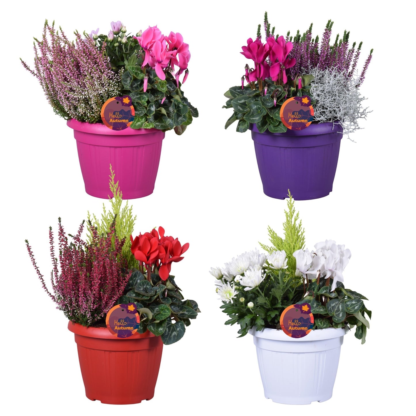 Bedding plants mixpot 30cm 22cm Pot