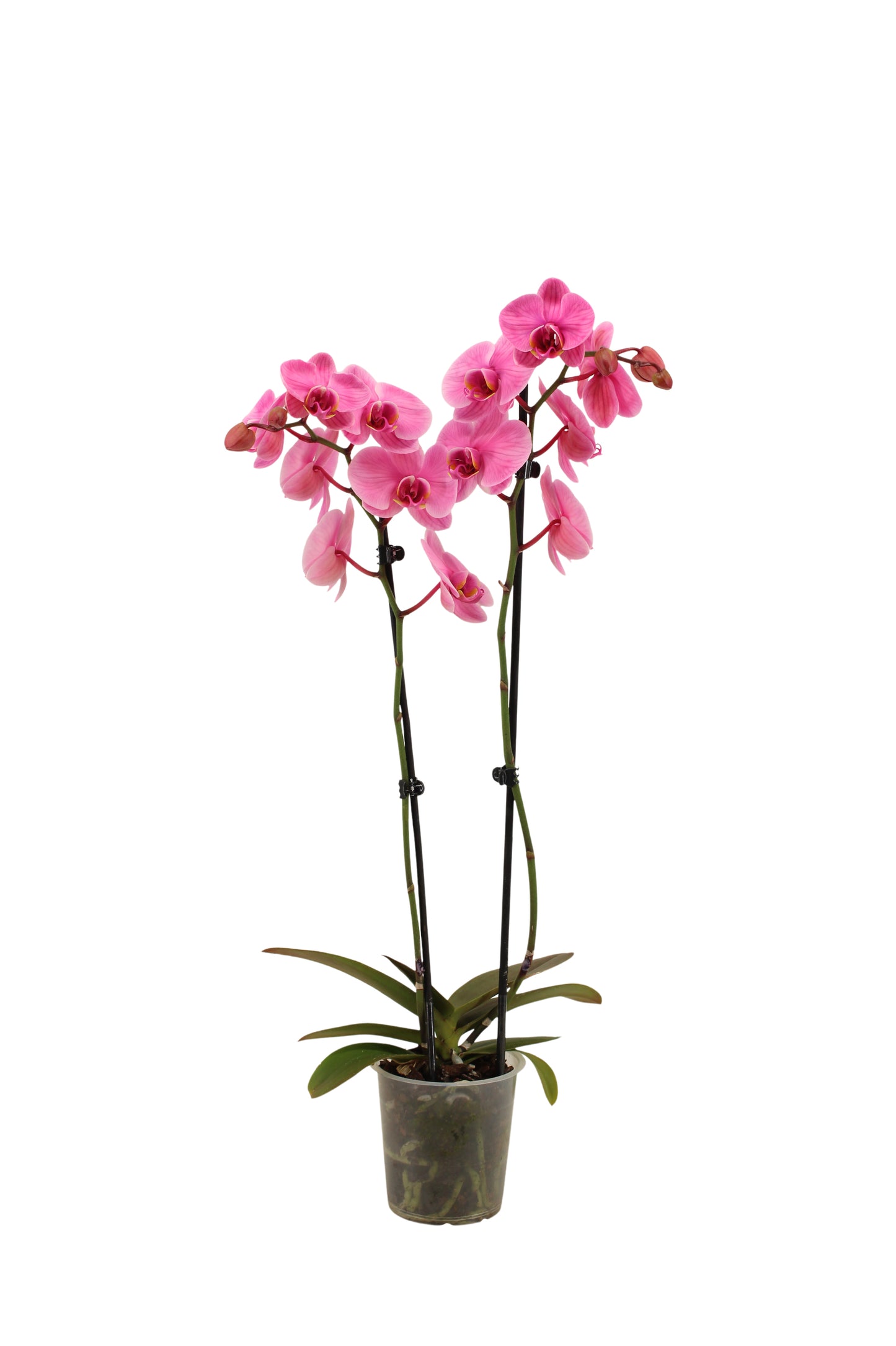 Phalaenopsis Royal pink (painted) 75cm 12cm Pot