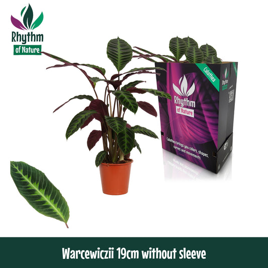 Calathea Warscewiczii 80cm 19cm Pot