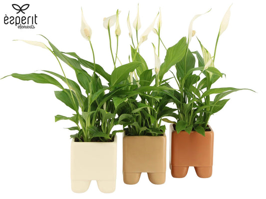 Spathiphyllum Pearl Cupido 35cm 9cm Pot