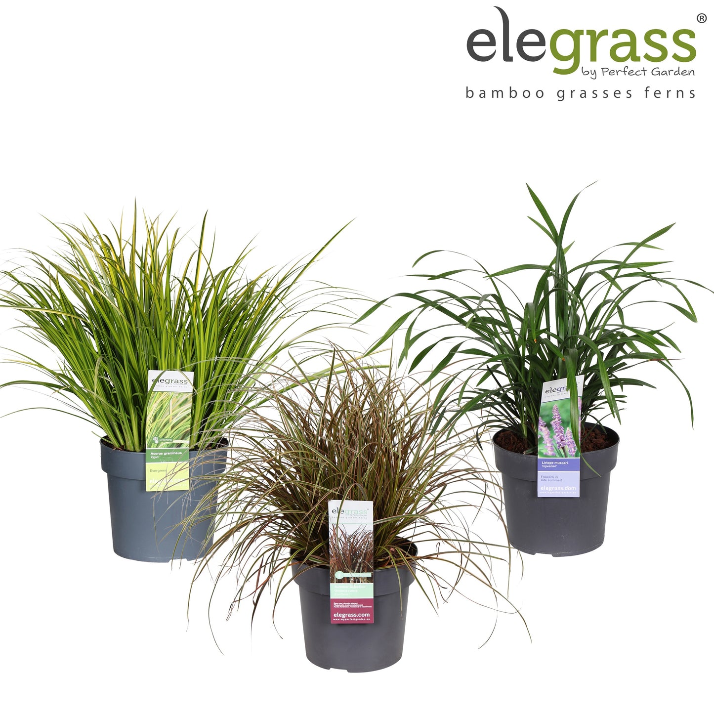 Miscanthus sinensis 50cm 19cm Pot