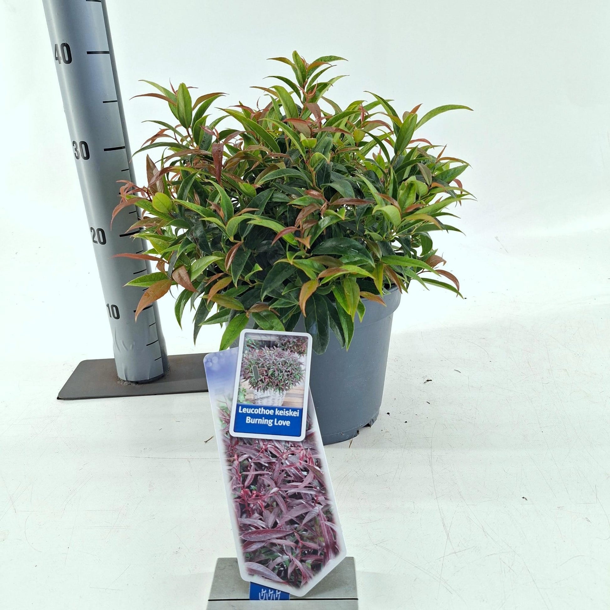Leucothoe keiskei Burning Love 35cm 23cm Pot