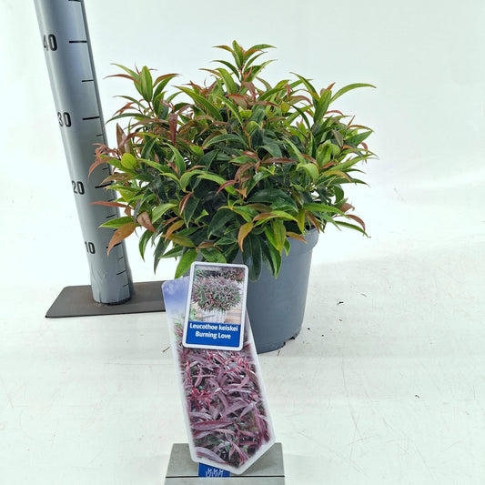 Leucothoe keiskei Burning Love 35cm 23cm Pot
