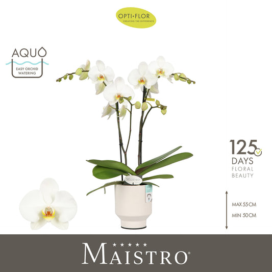 Phalaenopsis white 50cm 12cm Pot
