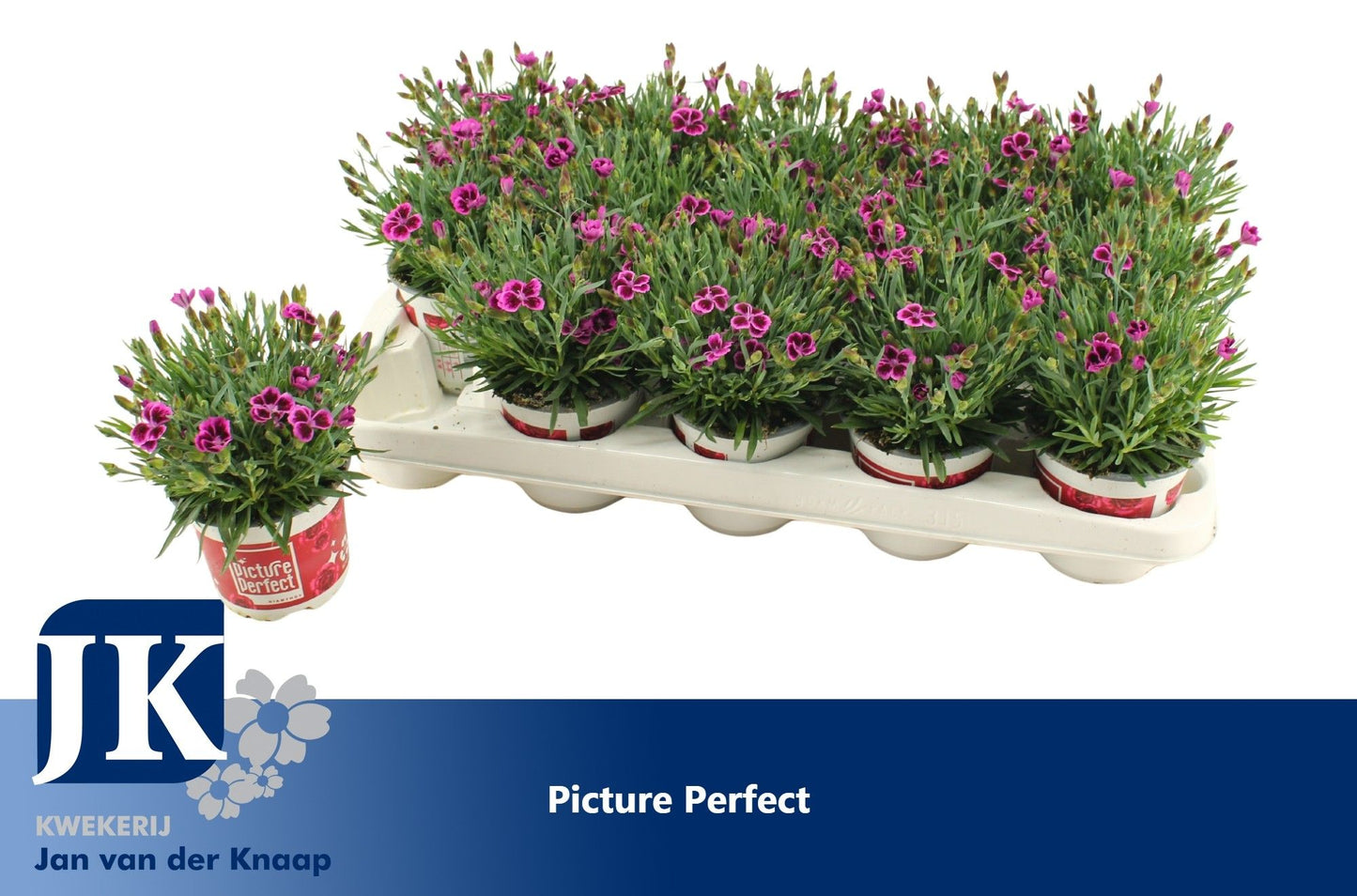 Dianthus Picture Perfect 20cm 510cm Pot