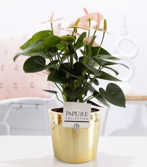 Anthurium andraeanum 45cm 12cm Pot