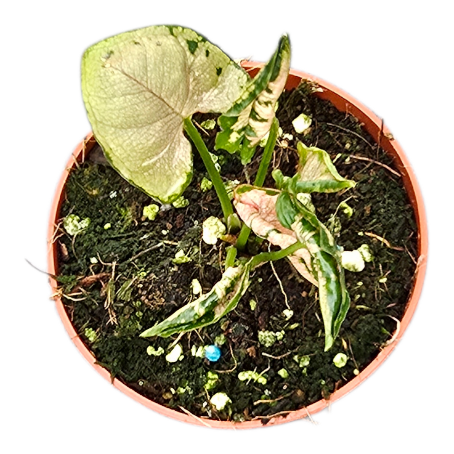 Syngonium Hybrid 10cm 7cm Pot