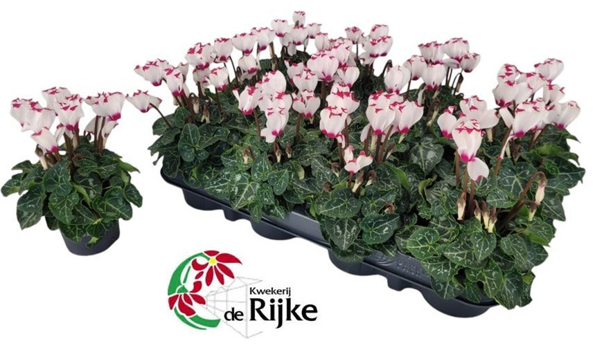 Cyclamen Victoria white 15cm 7cm Pot