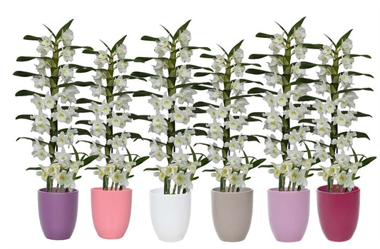 Dendrobium Apollon 50cm 12cm Pot