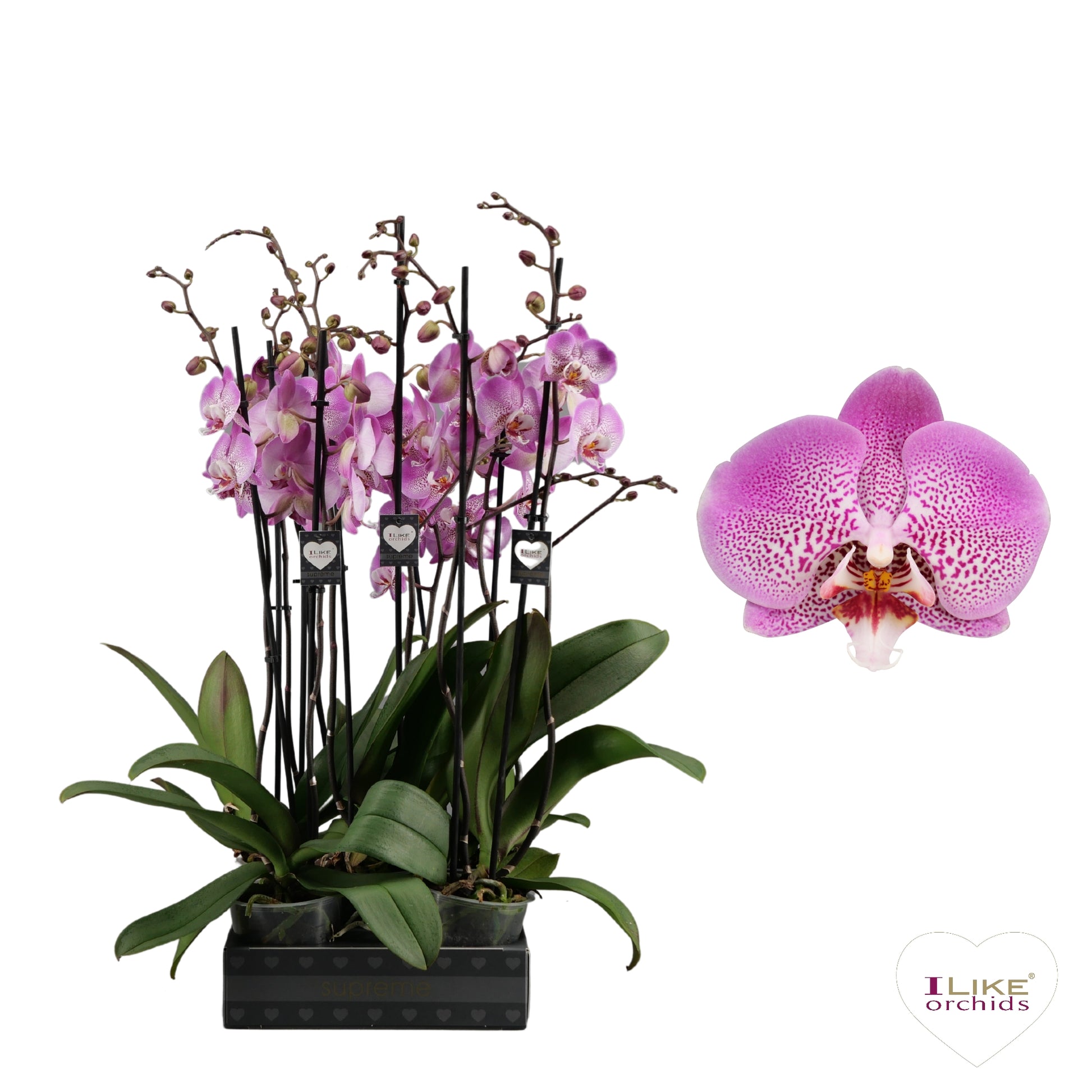 Phalaenopsis Jillion 65cm 12cm Pot