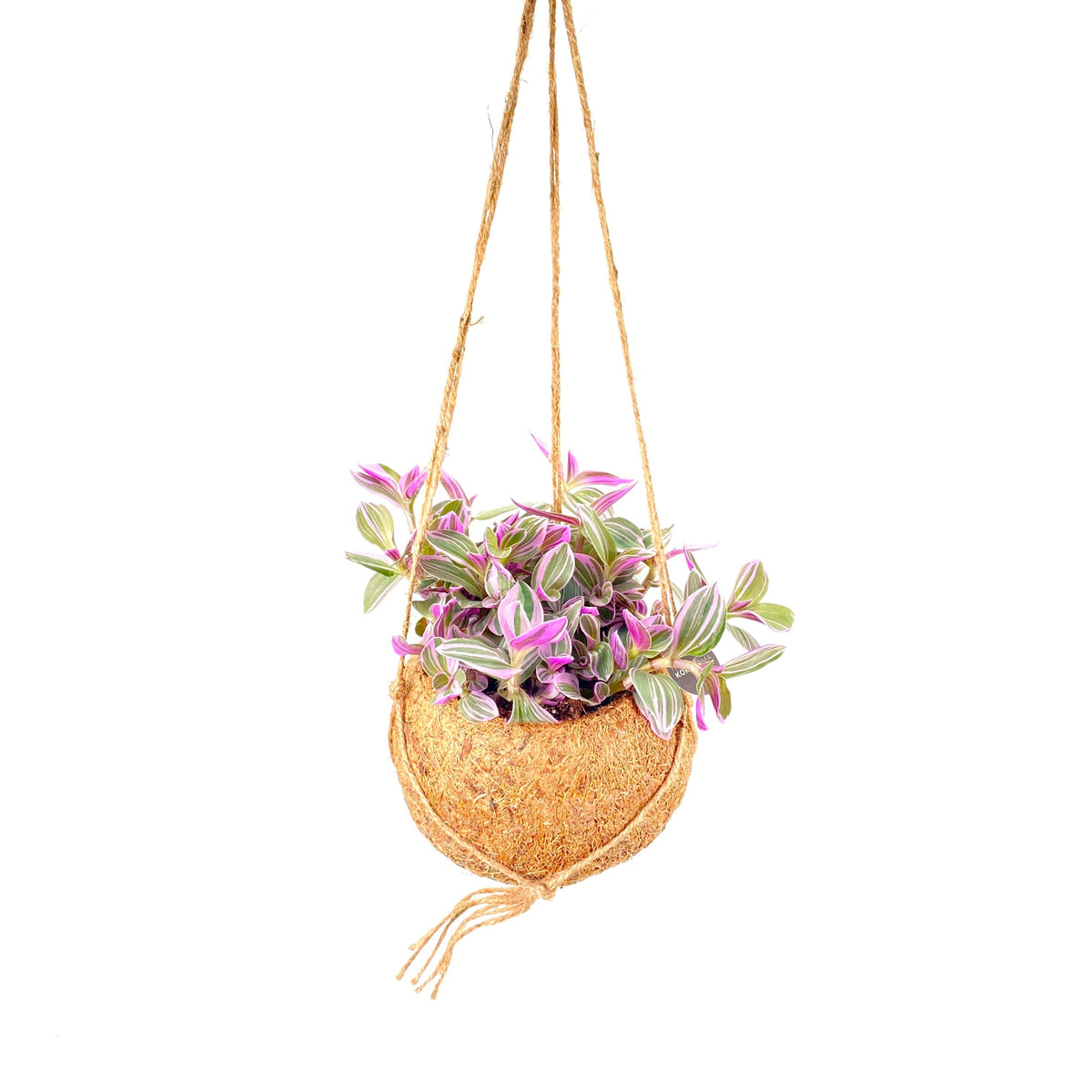 Tradescantia Sweetness 20cm 15cm Pot