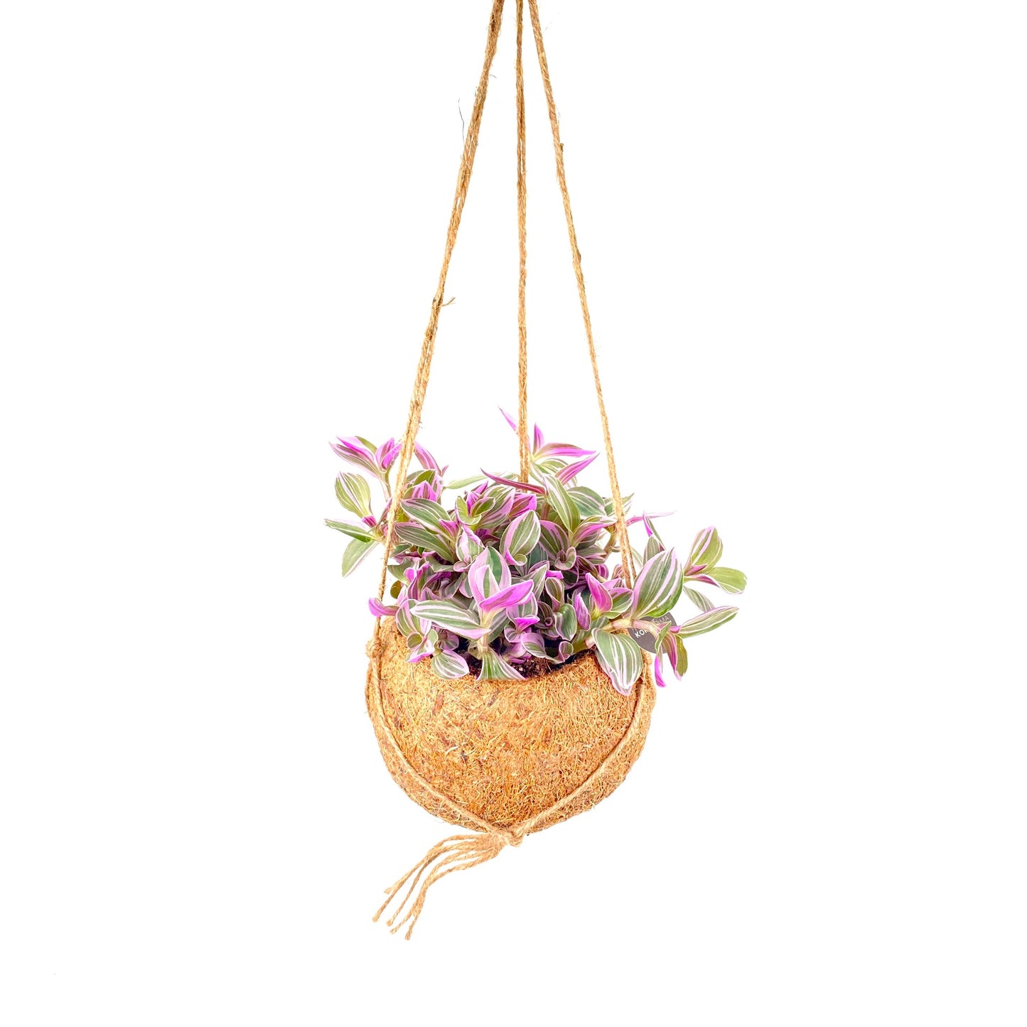 Kokoplant BV Tradescantia Sweetness Pack of 3
