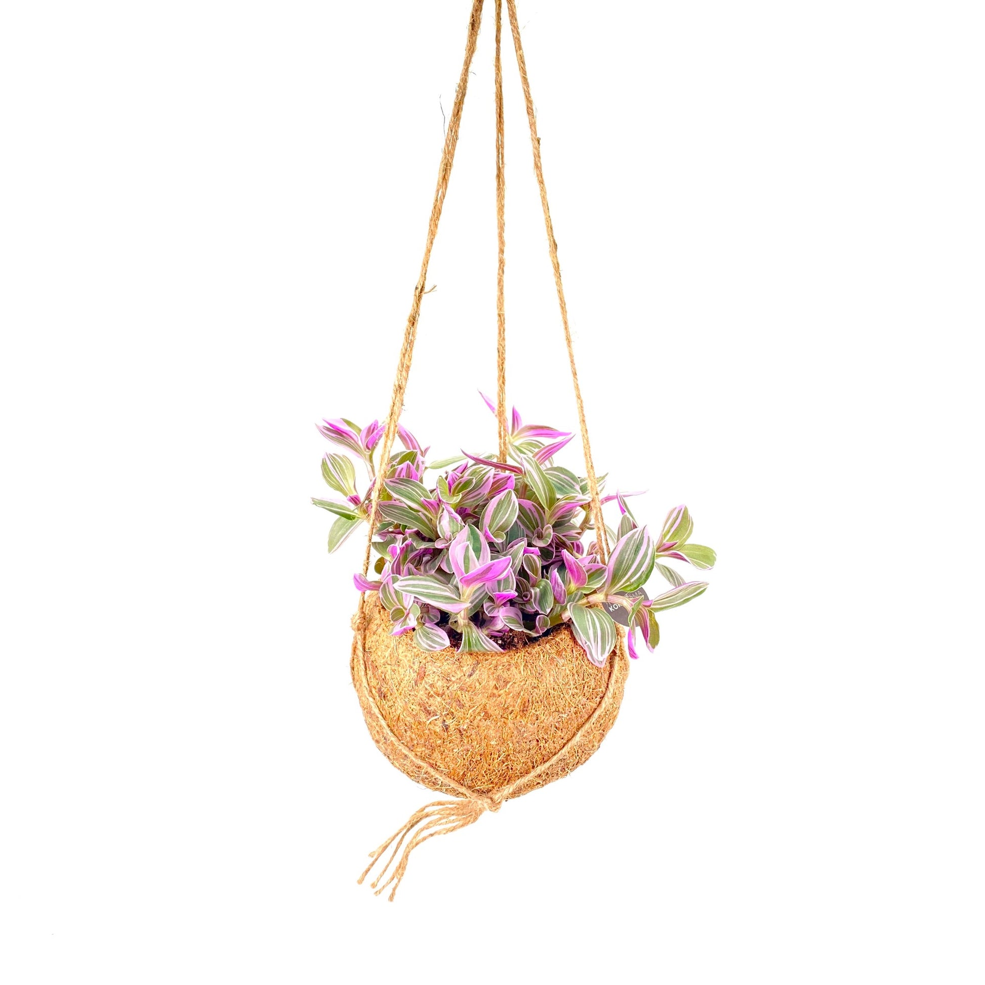 Kokoplant BV Tradescantia Sweetness Pack of 3