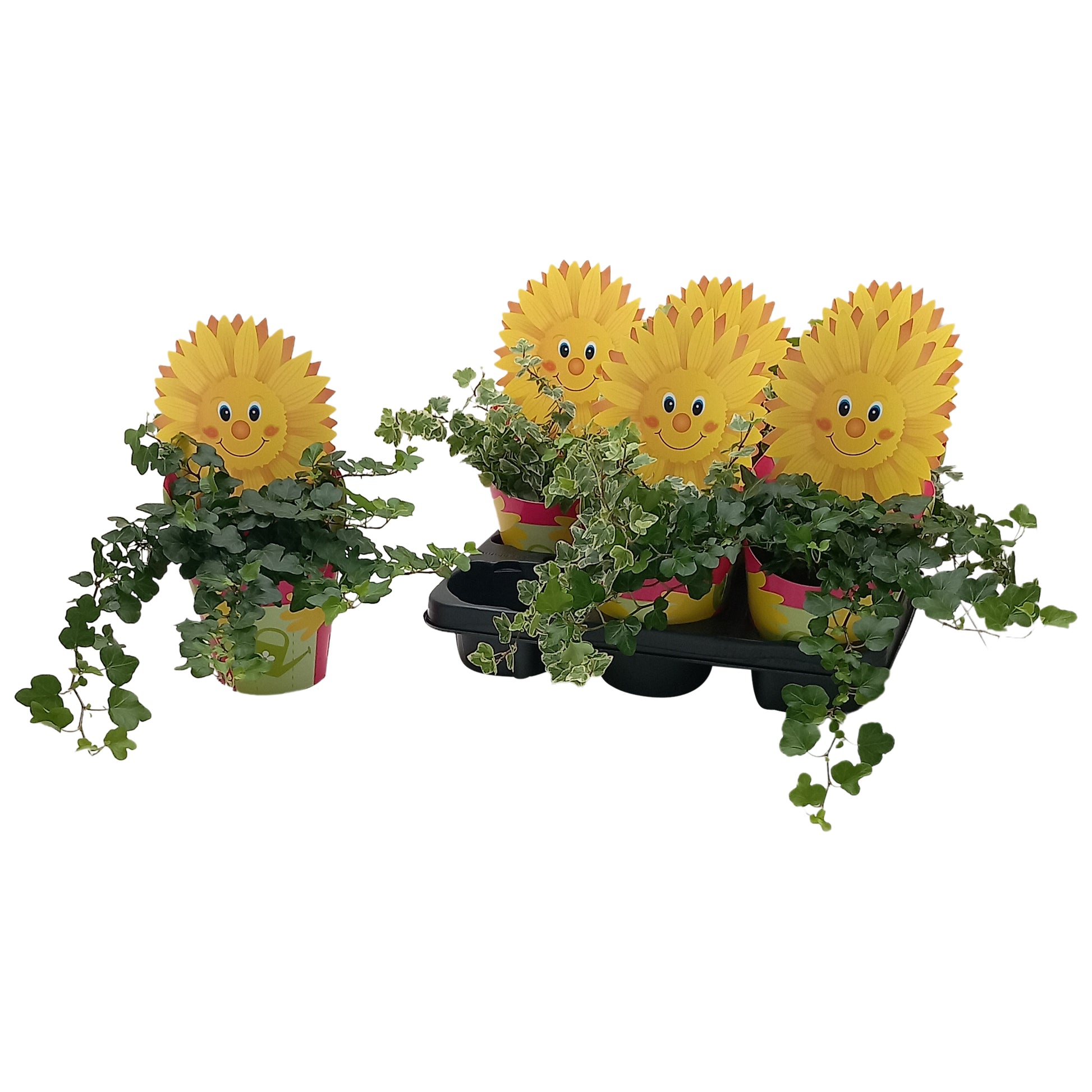 Quakelplant BV Hedera helix mix Pack of 12