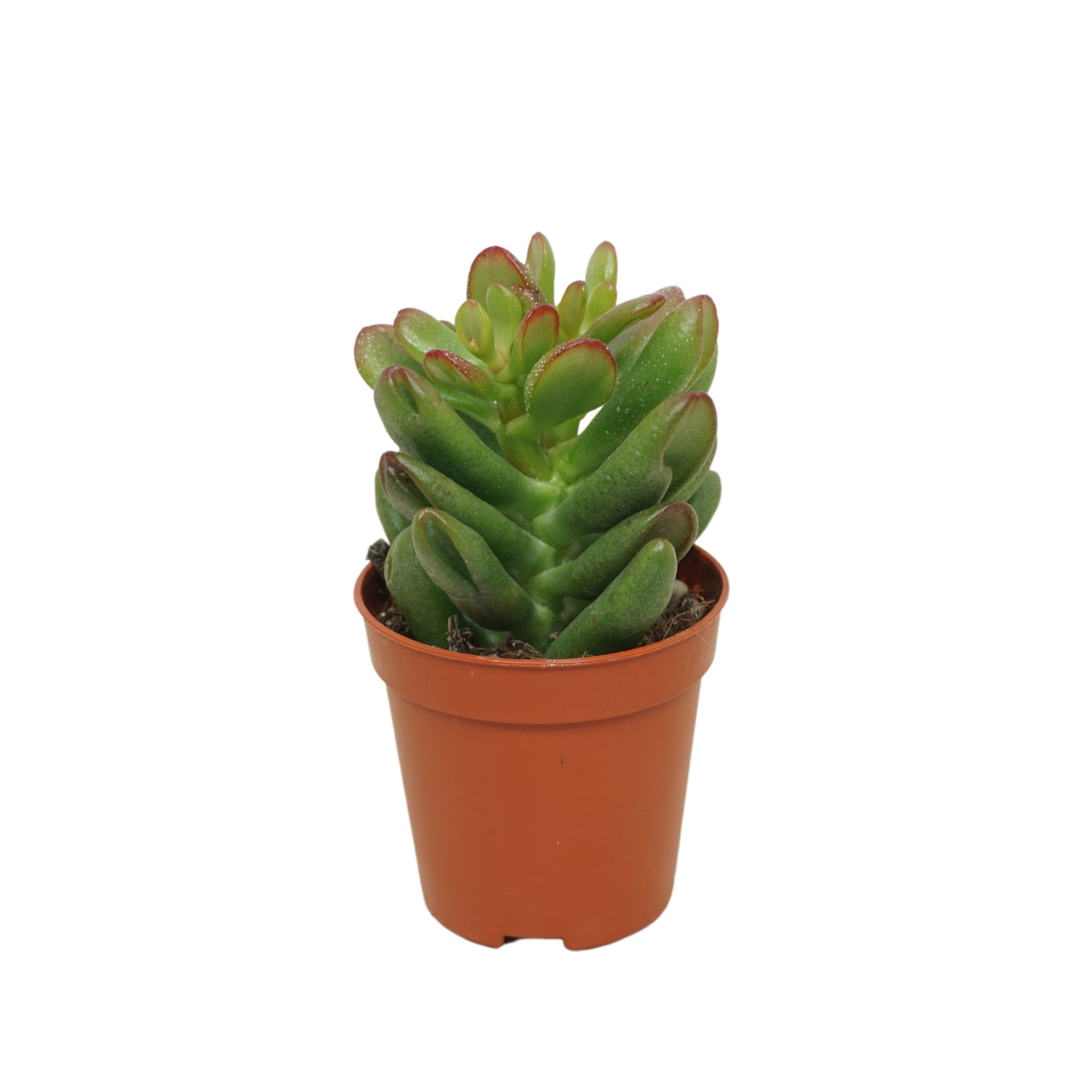 Crassula Gandalf 8cm 505cm Pot
