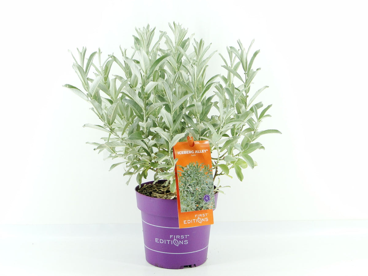 Salix alba 50cm 19cm Pot