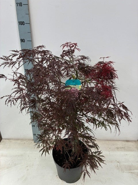 Acer Inaba-shidare 80cm 26cm Pot