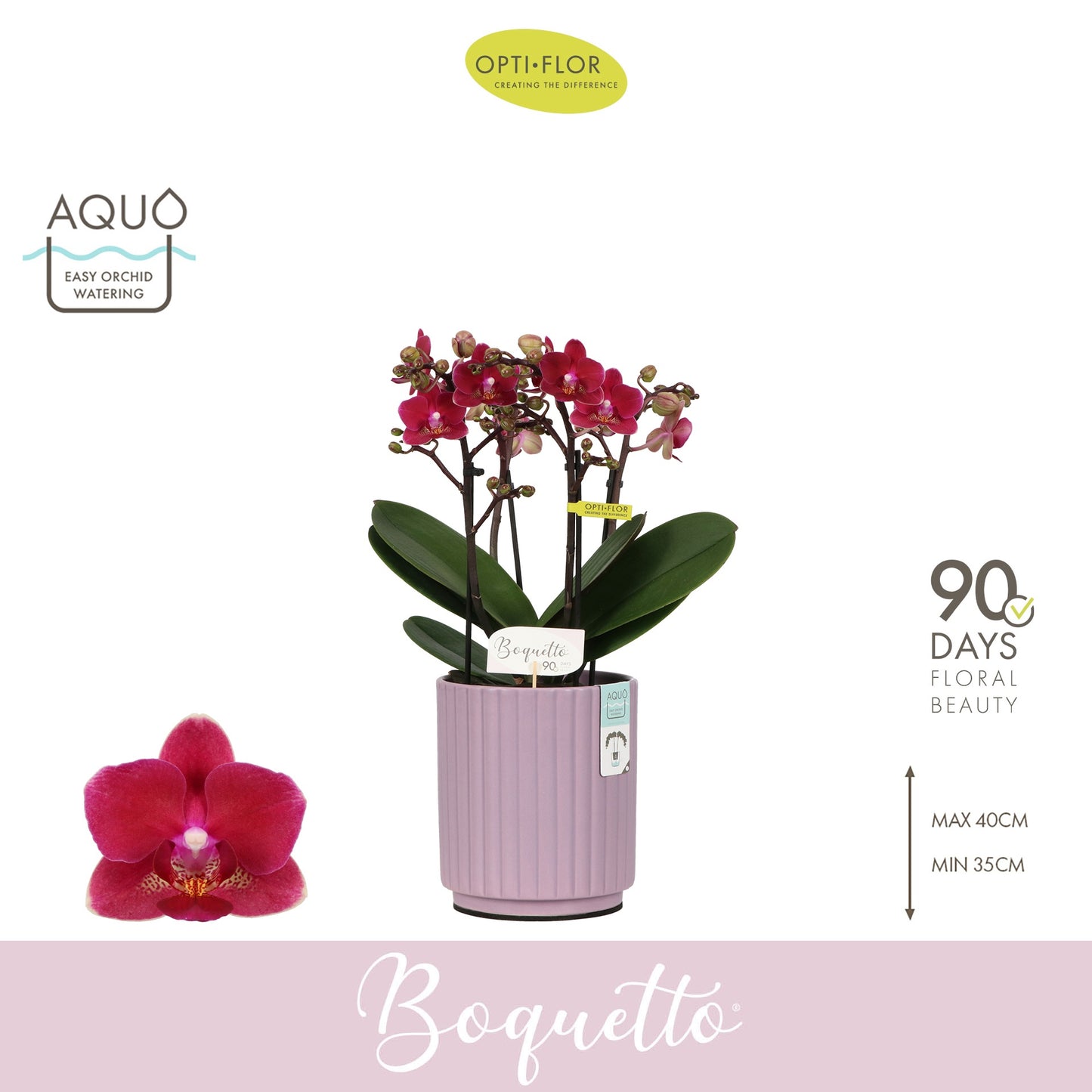 Phalaenopsis Purple 35cm 12cm Pot