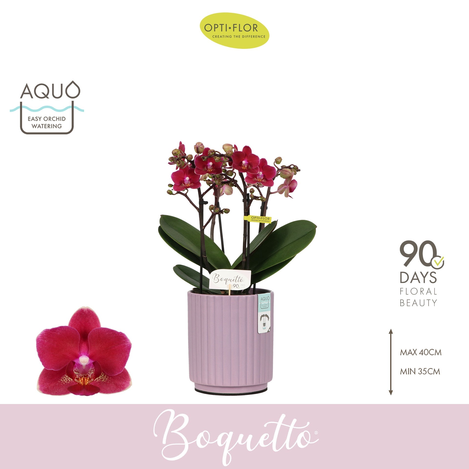 Phalaenopsis Purple 35cm 12cm Pot