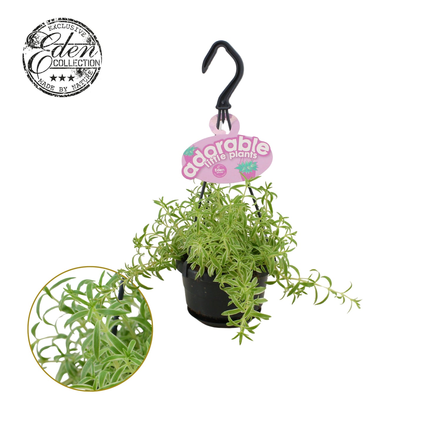 Sedum Mojave Jewels Ruby' sence 15cm 510cm Pot