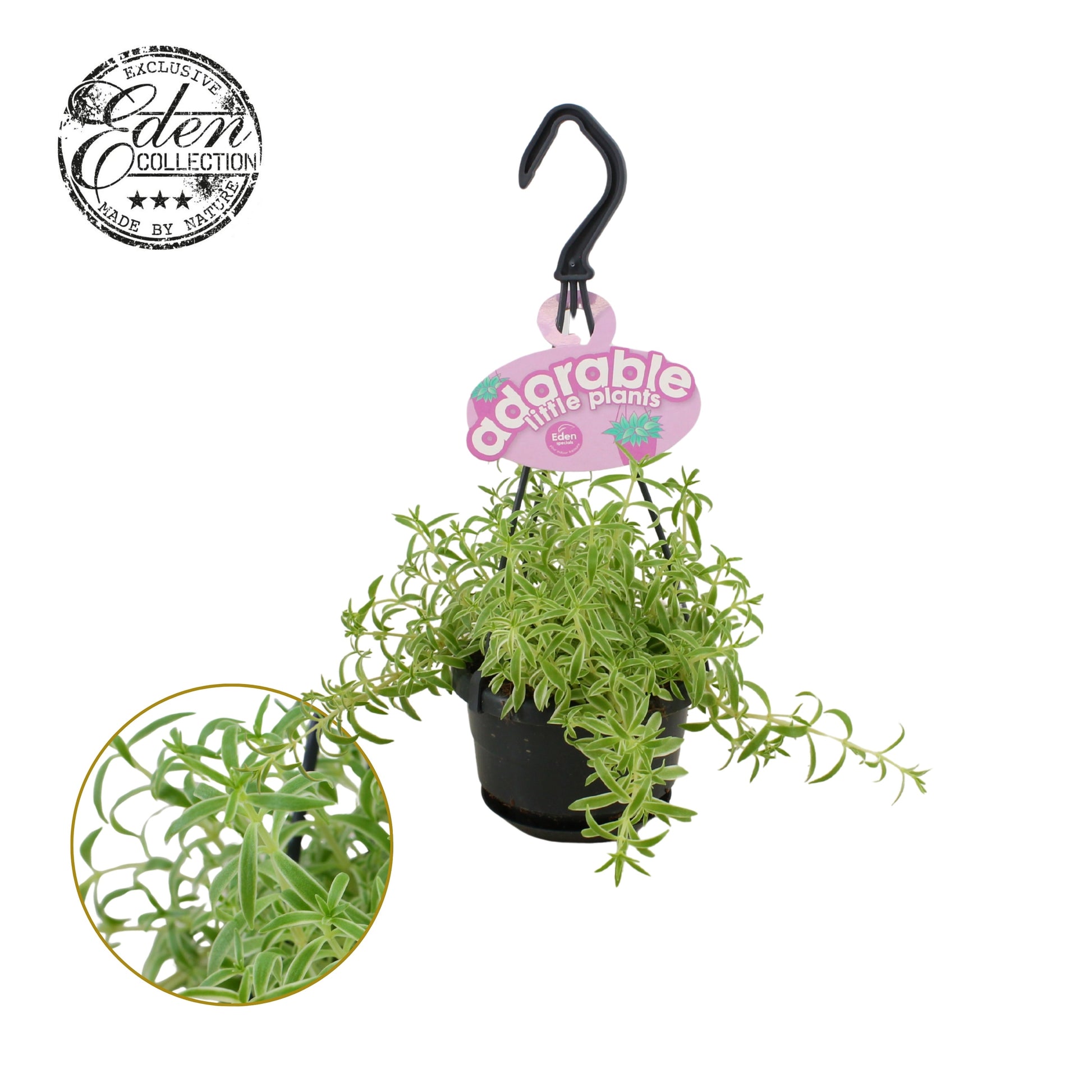 Sedum Mojave Jewels Ruby' sence 15cm 510cm Pot