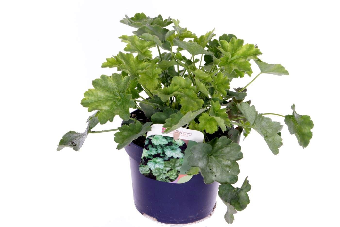 Heuchera Leuchtkaefer 25cm 13cm Pot