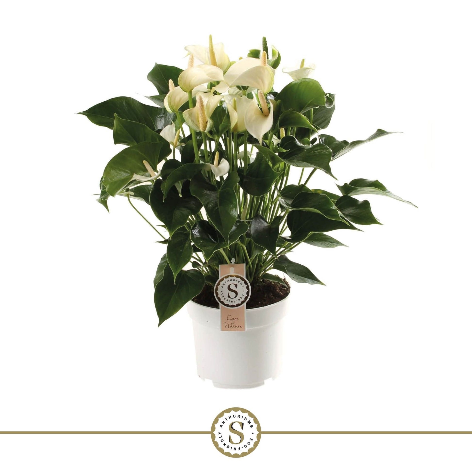 Anthurium White Champion 60cm 17cm Pot