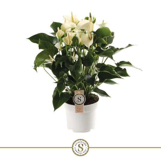 Anthurium White Champion 60cm 17cm Pot