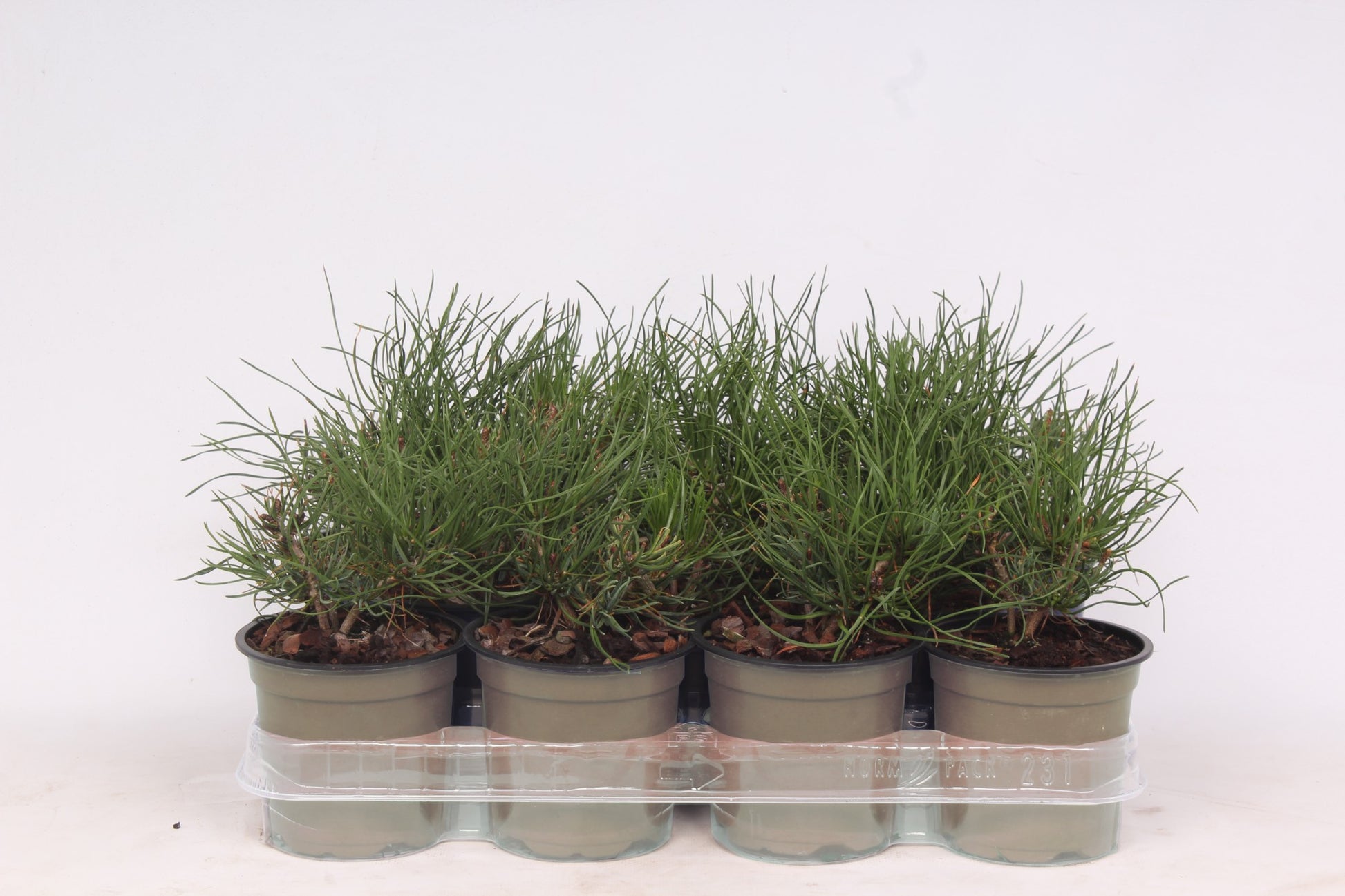 Pinus mugo pumilio 20cm 11cm Pot