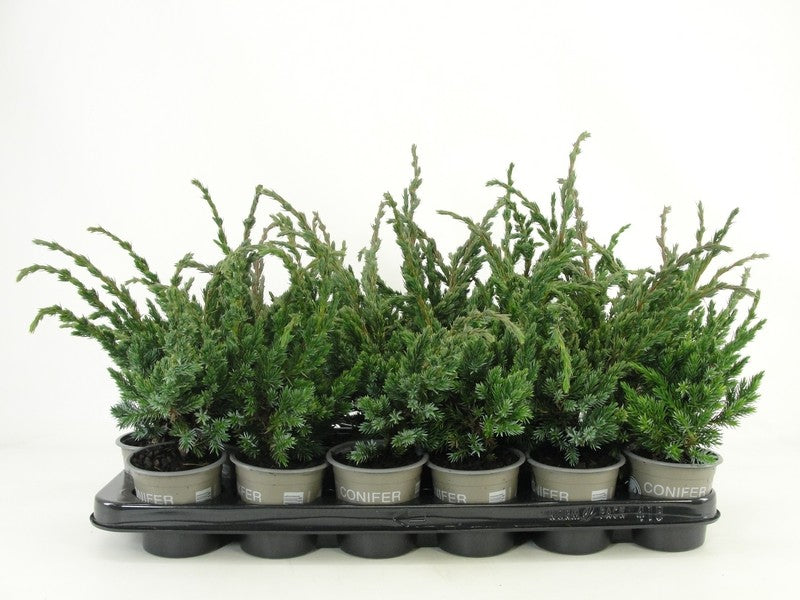 Bloemendaal, Fa.Kw. Juniperus Meyeri Pack of 18