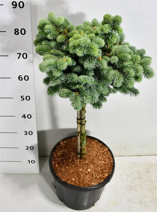 Picea pun. Glauca Globosa 100cm 32cm Pot