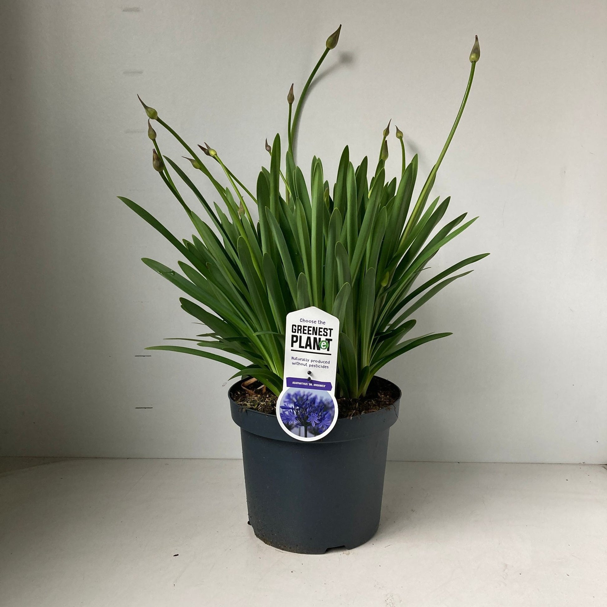 Agapanthus Dr. Brouwer 55cm 26cm Pot