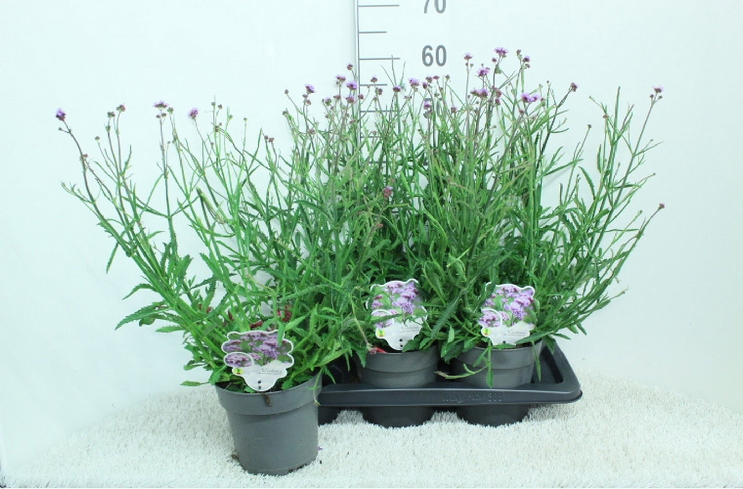 Verbena bonariensis 60cm 17cm Pot