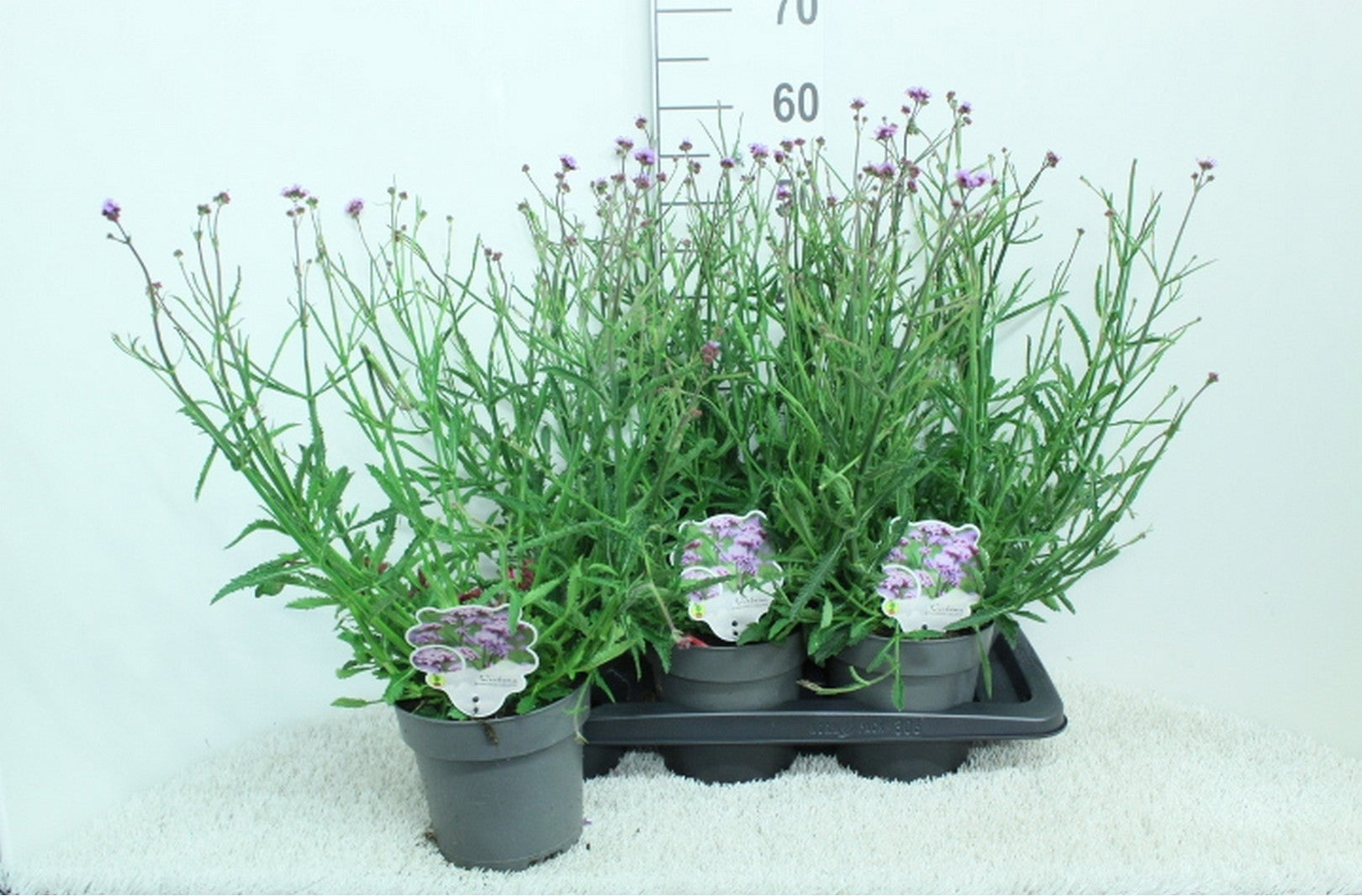 Verbena bonariensis 60cm 17cm Pot