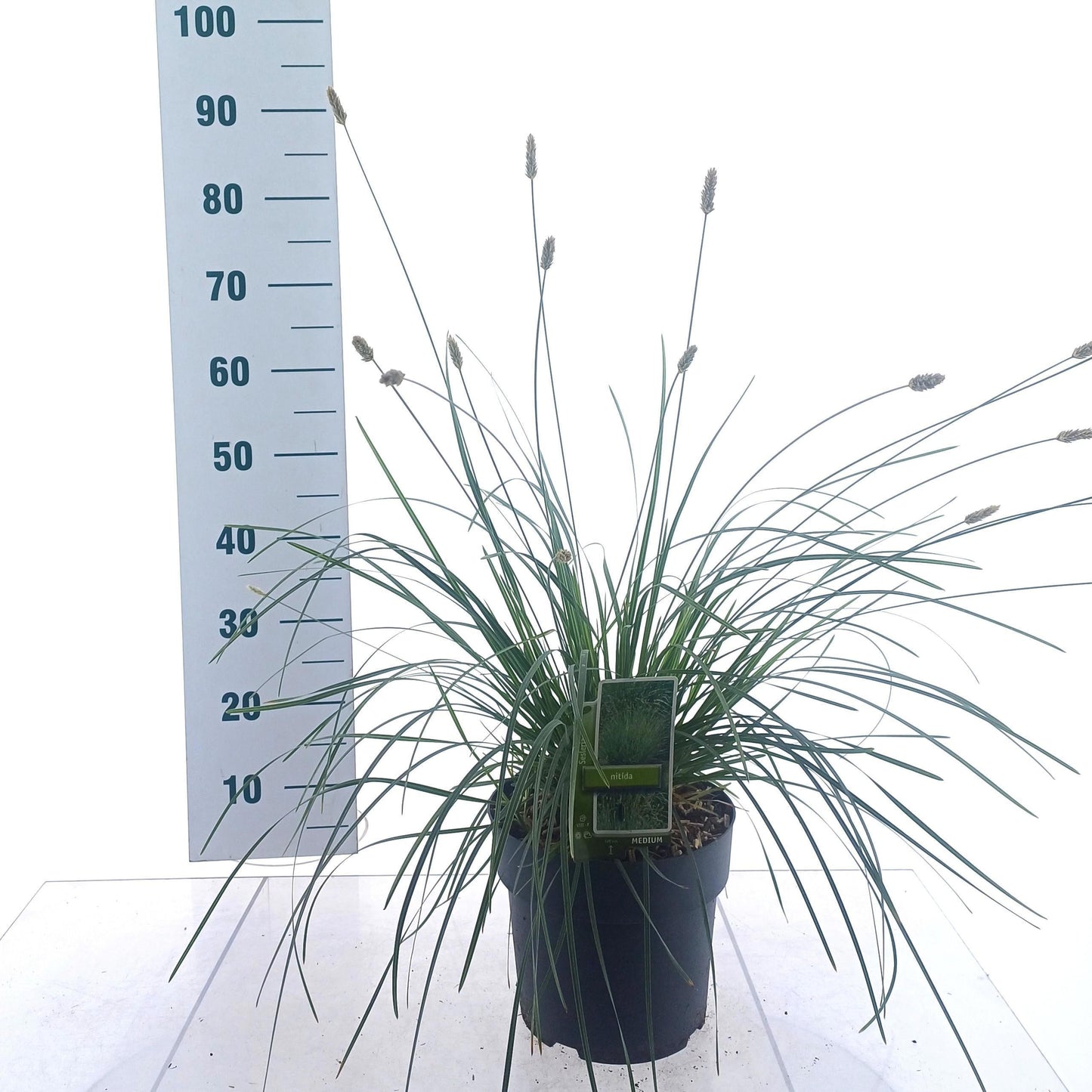 Sesleria nitida 55cm 23cm Pot