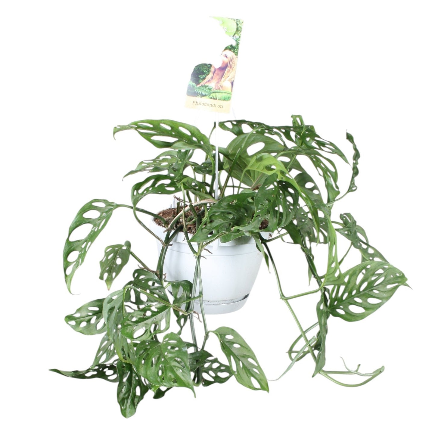 Monstera adansonii 40cm 17cm Pot