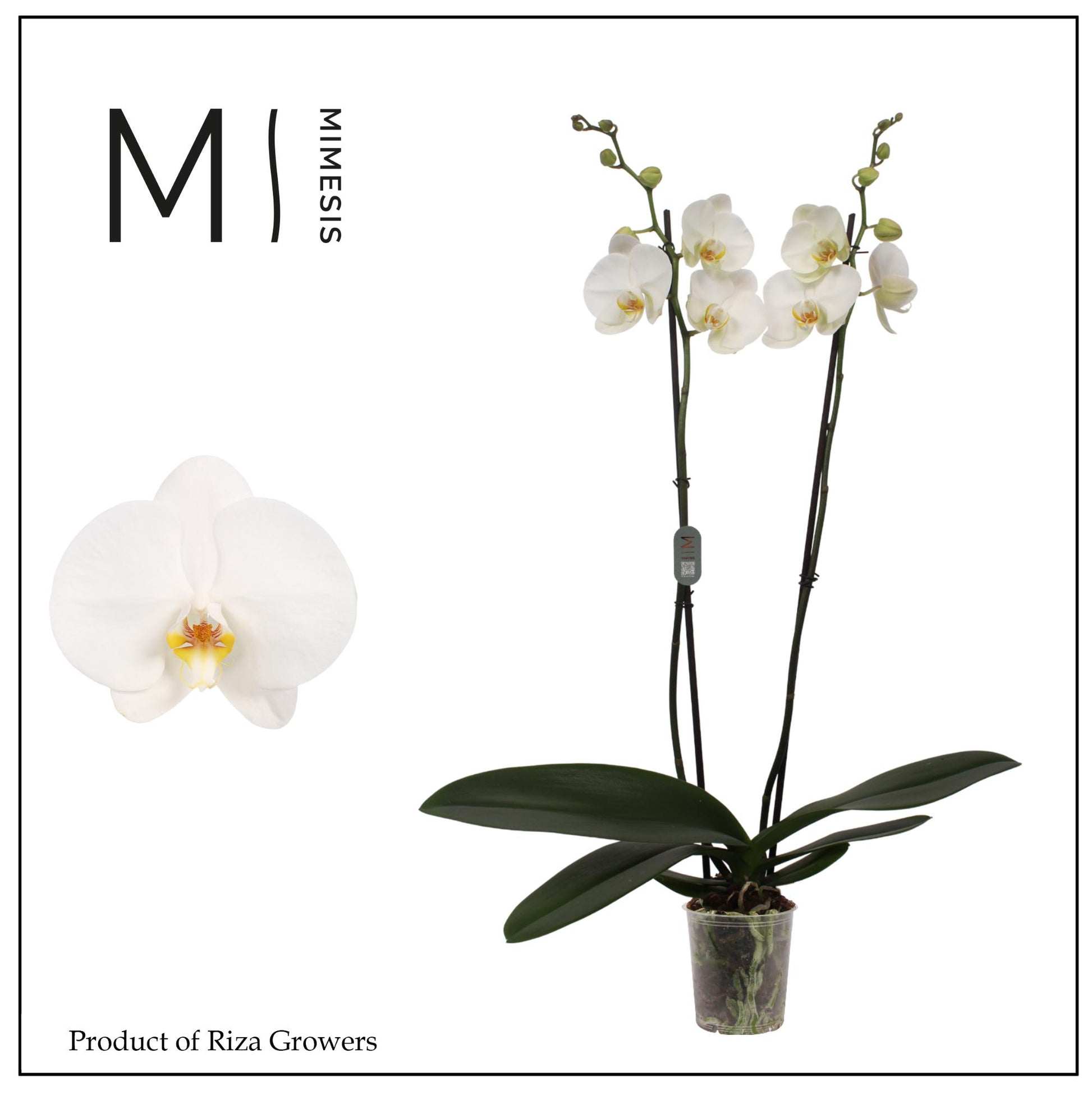 Phalaenopsis Tokyo 90cm 12cm Pot
