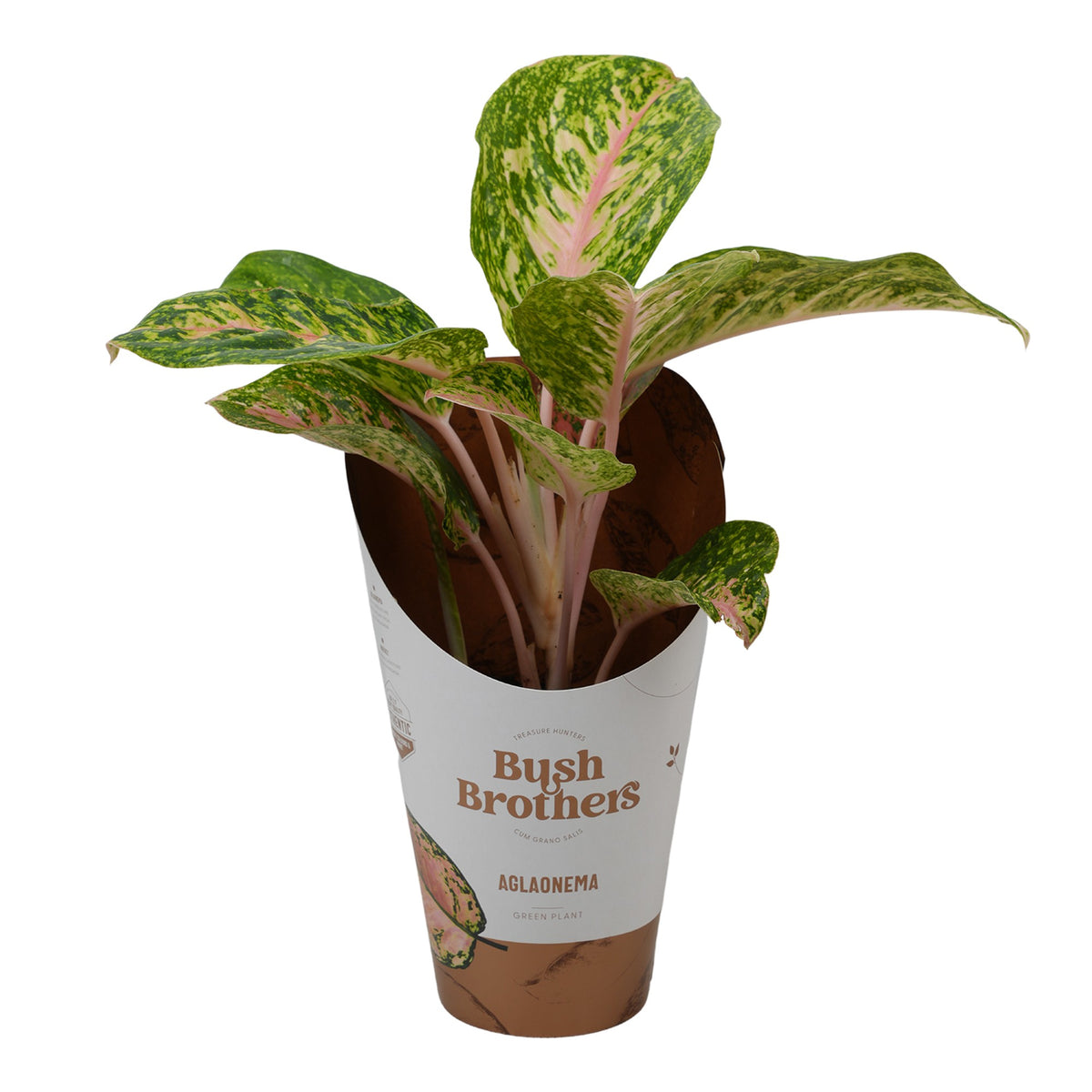 Aglaonema Pink Star 45cm 12cm Pot