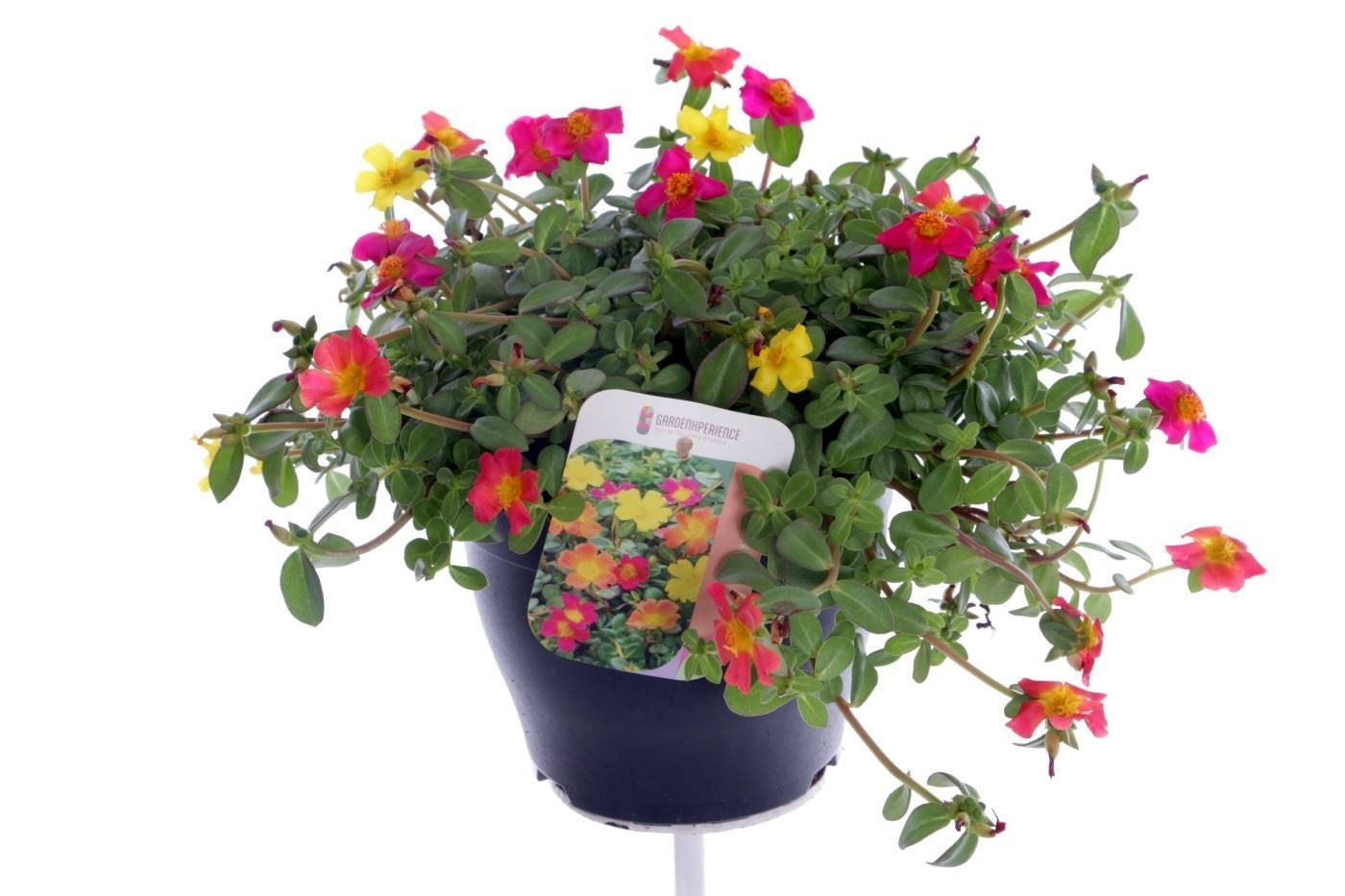 Portulaca carnaval 35cm 23cm Pot