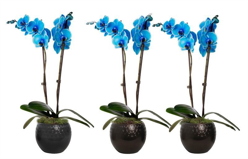 Phalaenopsis Hybrid 55cm 12cm Pot