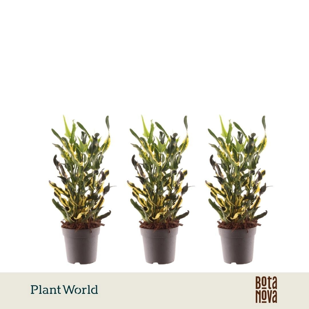 Codiaeum Pictum 20cm 7cm Pot