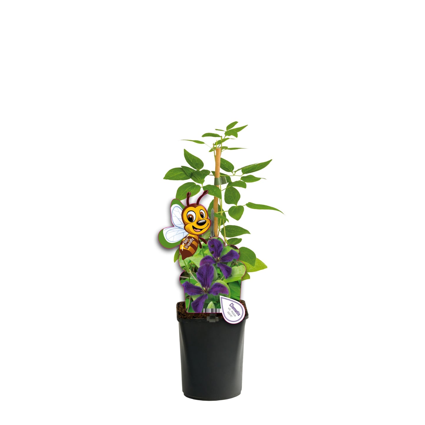 Clematis Polish Spirit 40cm 11cm Pot