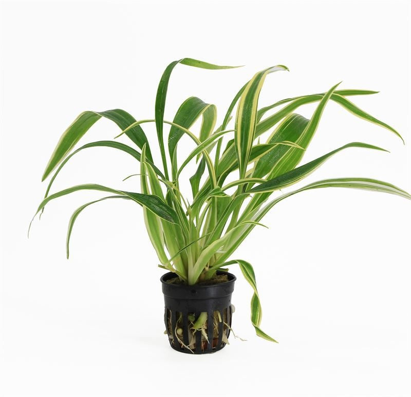Waterplkw R. Moerings Chlorophytum mix Pack of 6