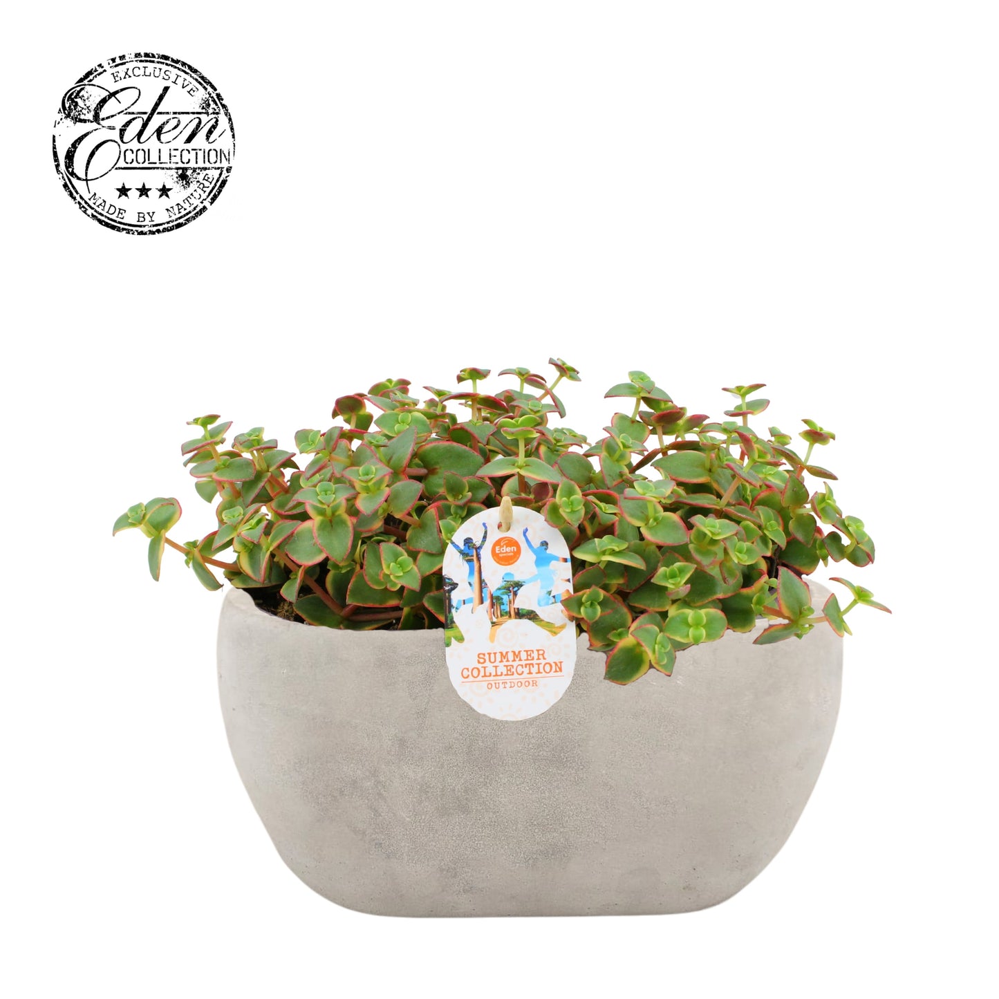 Crassula hybrid 20cm 25cm Pot