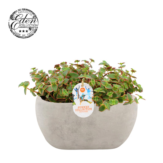 Crassula hybrid 20cm 25cm Pot