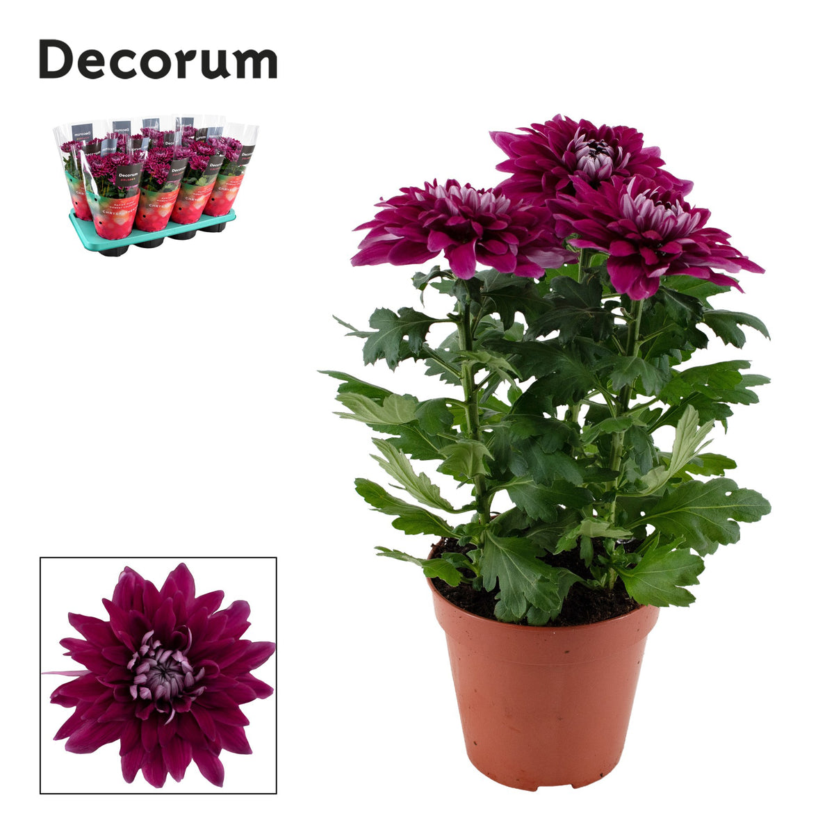 Chrysanthemum Supernova Purple 35cm 13cm Pot