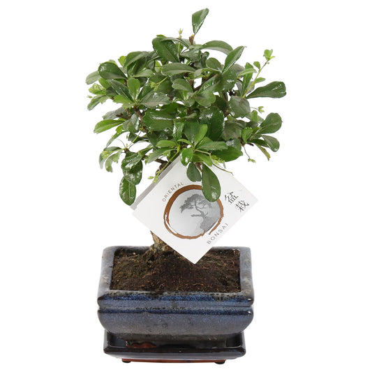 Carmona Bonsai 20cm 12cm Pot