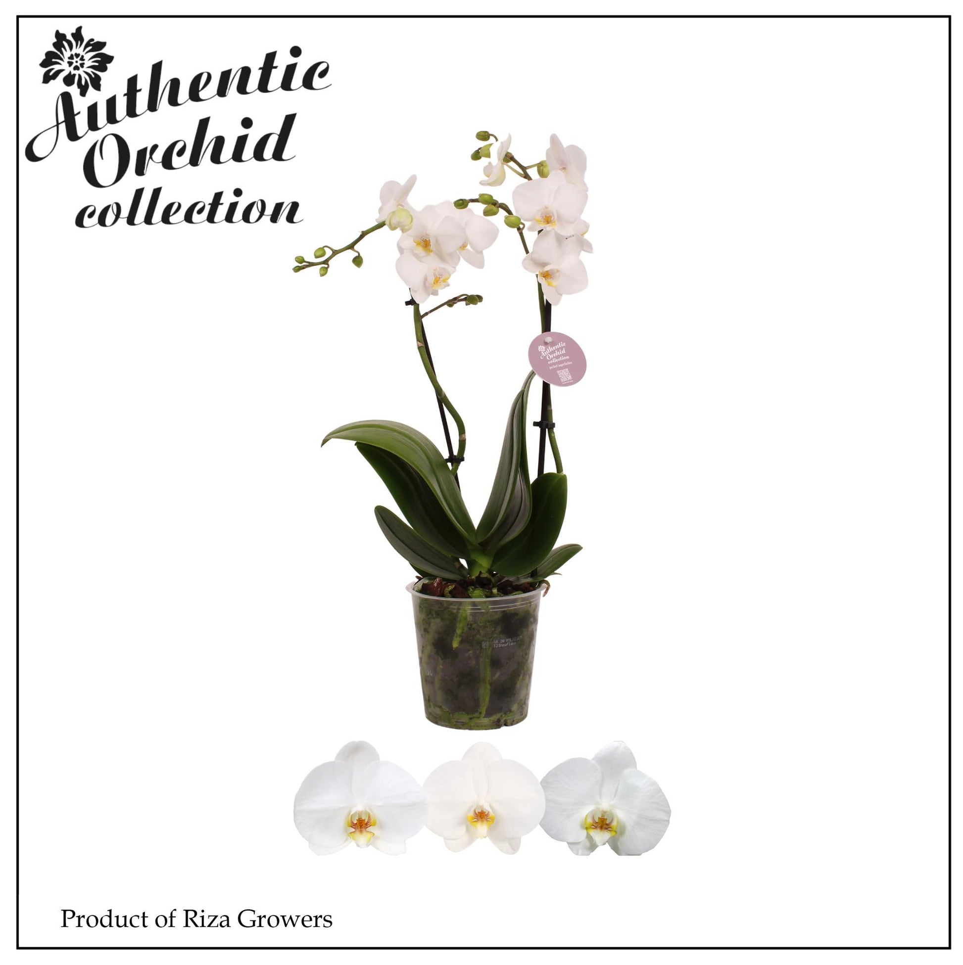 Riza Ter Laak Orchios Phalaenopsis mf. white Authentic Pack of 10