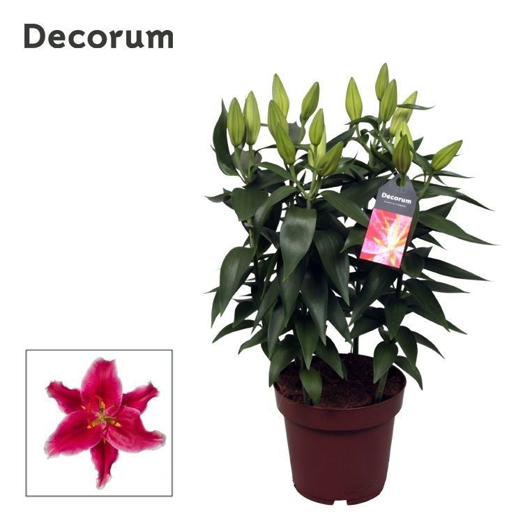 Lilium Starlight Express 47cm 19cm Pot
