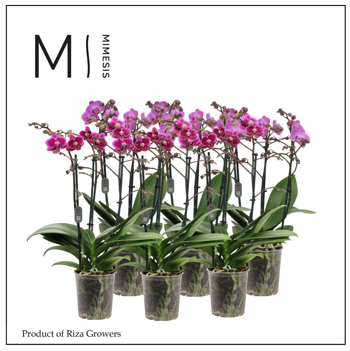 Phalaenopsis Purple 50cm 12cm Pot